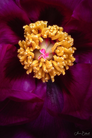'Chinese Dragon' Tree Peony