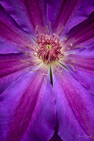 Clematis
