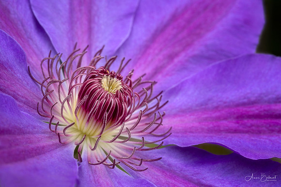 Clematis