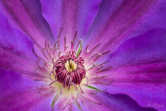 Clematis