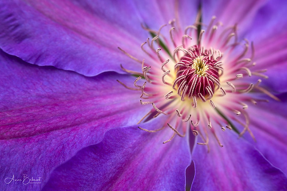 Clematis