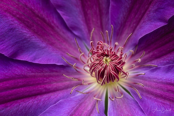 Clematis