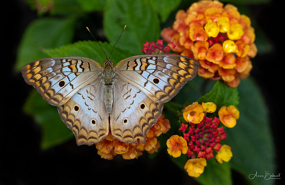 White Peacock on Lantana