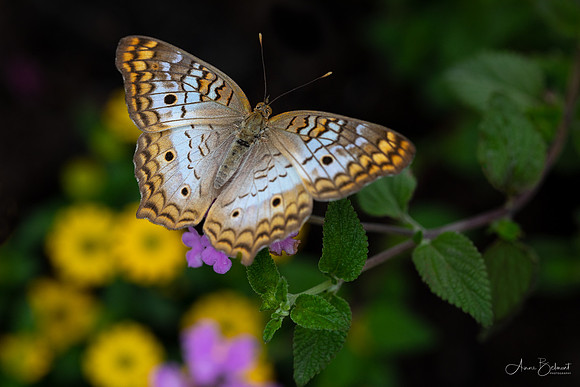 White Peacock