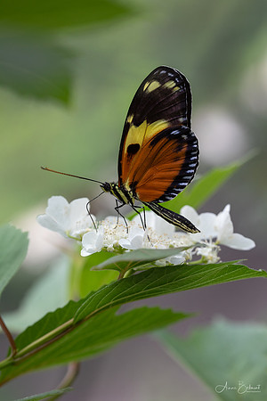 Tiger Longwing