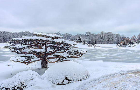 Winter in the Japanese Garden