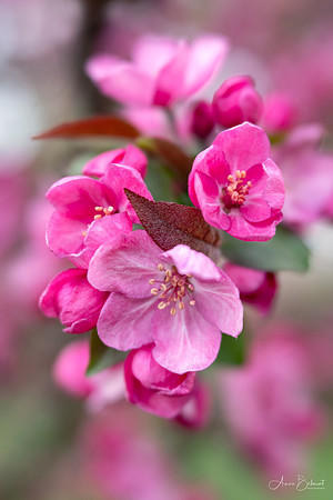 Crabapple Blossoms