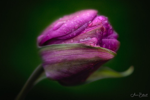 After the Rain