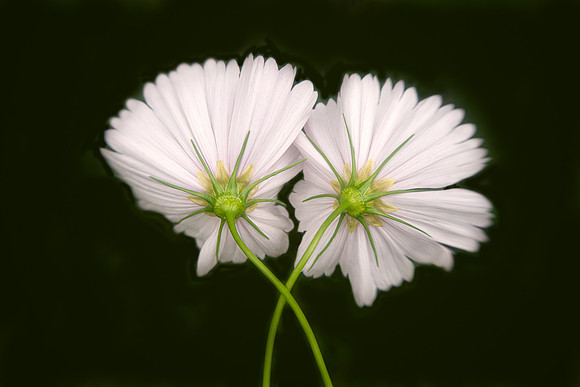 Cosmos Dance