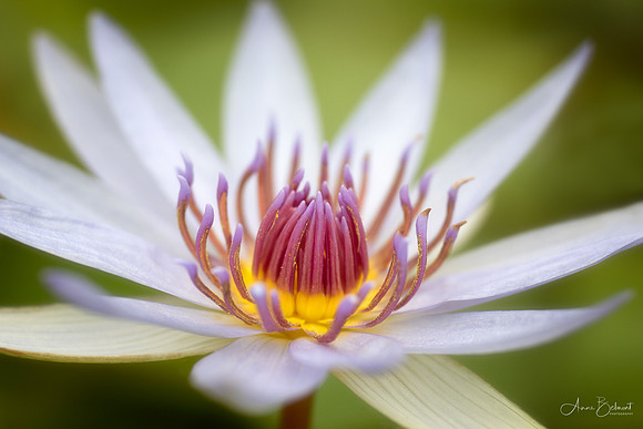 Waterlily at Garfield Park Conservatory