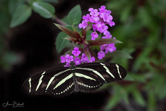 Zebra Longwing