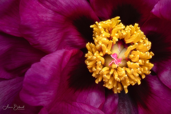 Peony