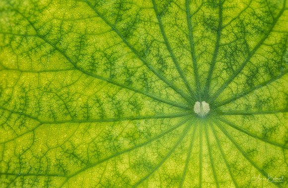 Lotus Pad Detail