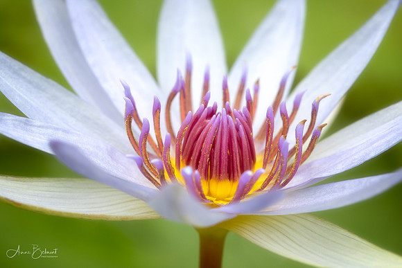 Waterlily at Garfield Park Conservatory