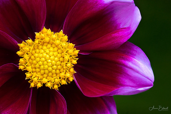 Dahlia 'Bashful'