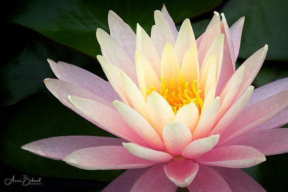 Waterlily in Pink