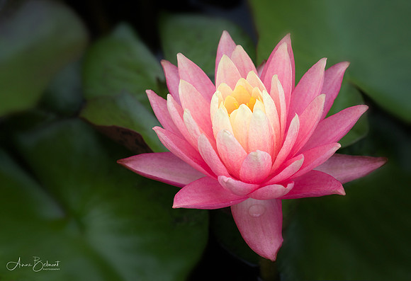 Waterlily