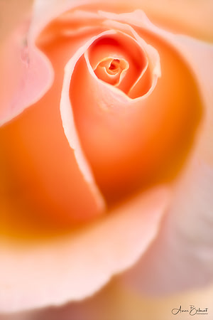 Peaches and Cream