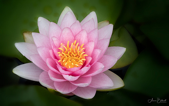 'Darwin' Waterlily
