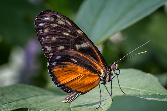 Tiger Longwing
