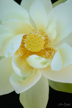 'Perry's Giant Sunburst' Lotus