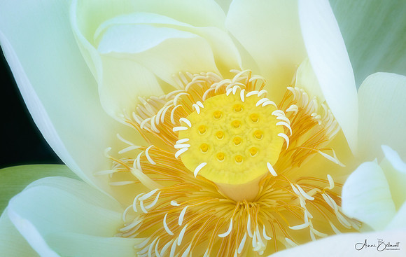 'Perry's Giant Sunburst' Lotus