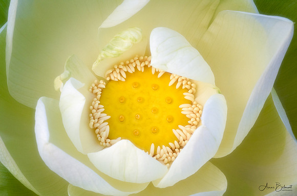Lotus Close Up