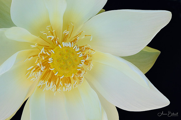 'Perry's Giant Sunburst' Lotus