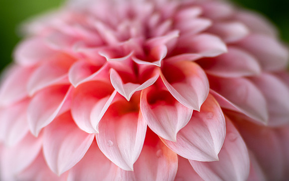 Dahlia 'Peaches 'N Cream'