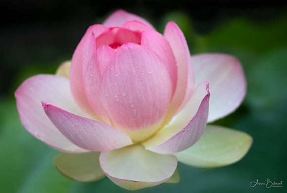 Lotus in Bloom
