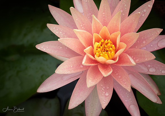 'Sunfire' Waterlily