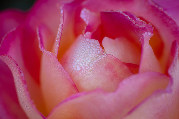 Rose with Morning Dew