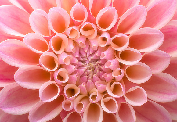 Symmetry in Pink