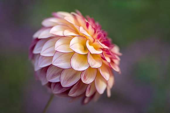 Dahlia 'KA's Mocha Katie'
