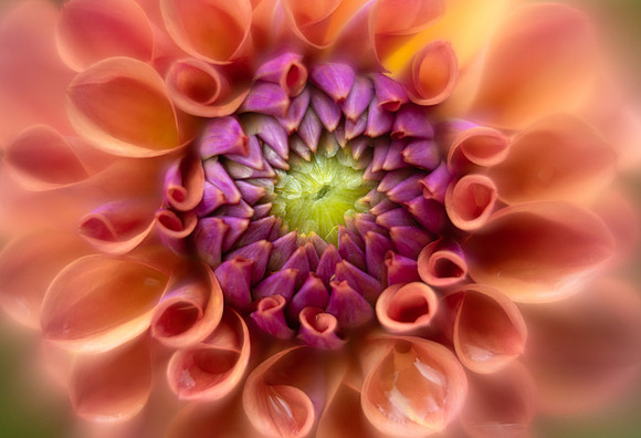 Dahlia 'Chewy'
