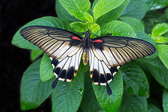 Great Yellow Mormon