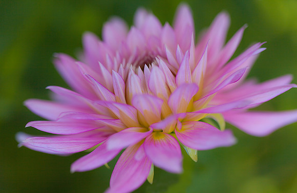 Dahlia