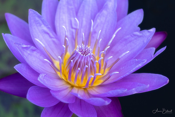 Jewel in the Water