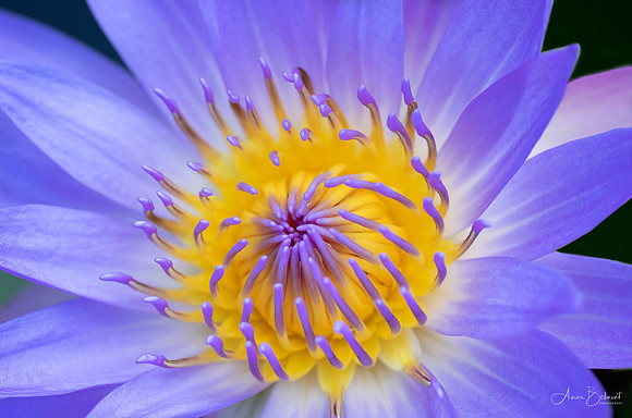 Waterlily at Garfield Park Conservatory
