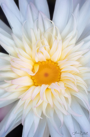 Ruffled Beauty at Garfield Park Conservatory