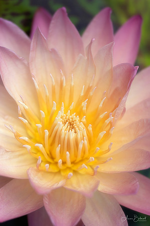 Waterlily at Garfield Park Conservatory