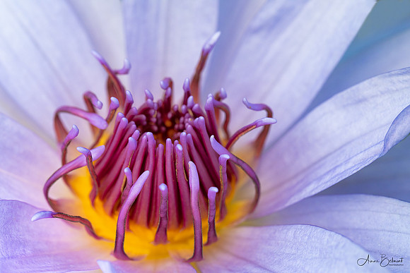 Waterlily Close-Up