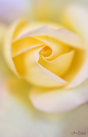 Sunny Rose