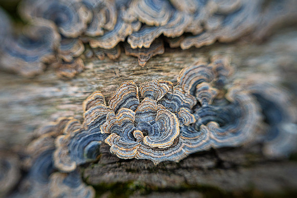 Turkey Tail - Trametes versacolor