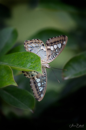 Blue Clipper