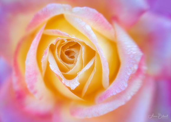 Early Morning Rose