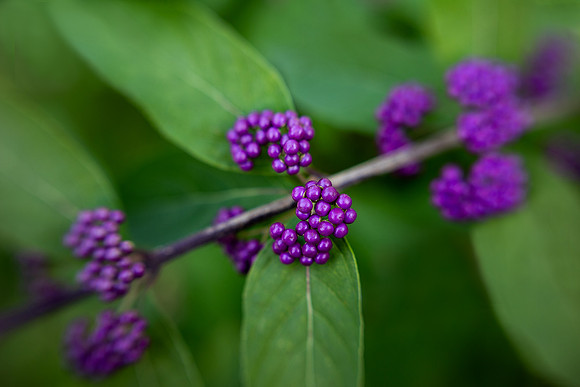 Japanese Beautyberries