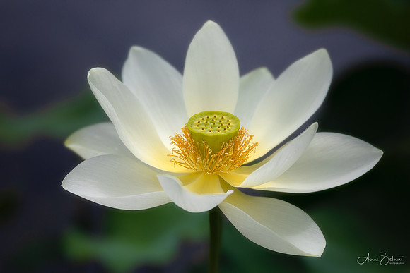 Lotus