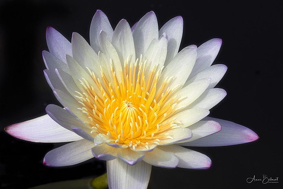 Waterlily