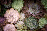 Succulent Garden